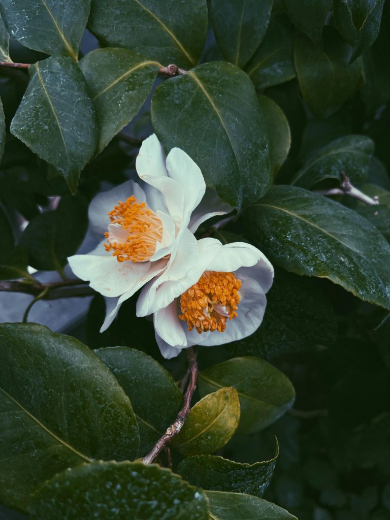 Beautiful white camellia flower in bloom surrounded by lush green leaves.
